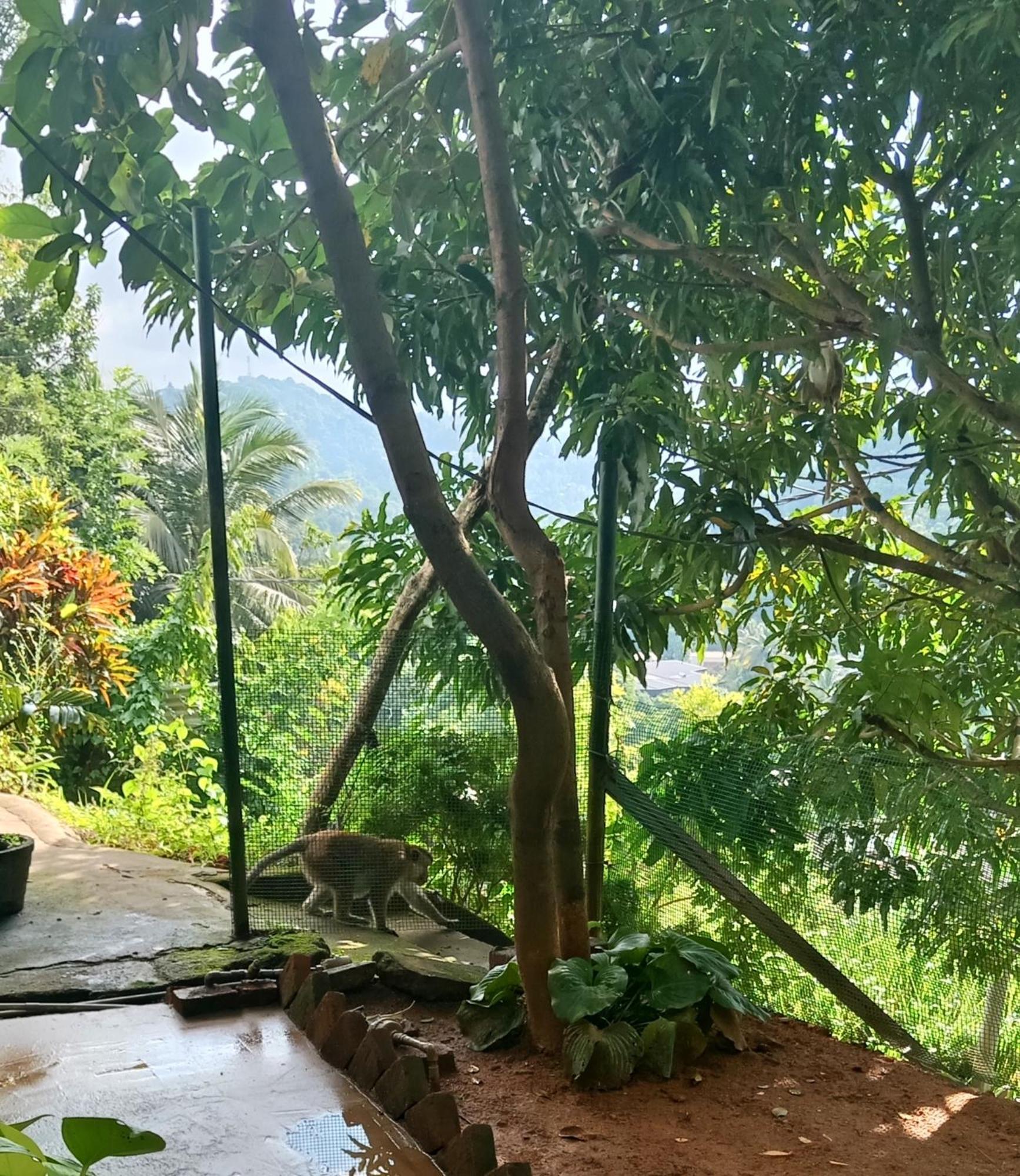 Fly Infinity - Home Stay Kandy Buitenkant foto